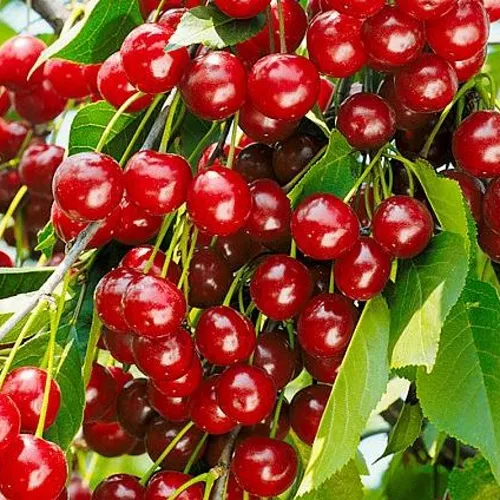Вишня БРУСНИЦЫНА степная в Омске