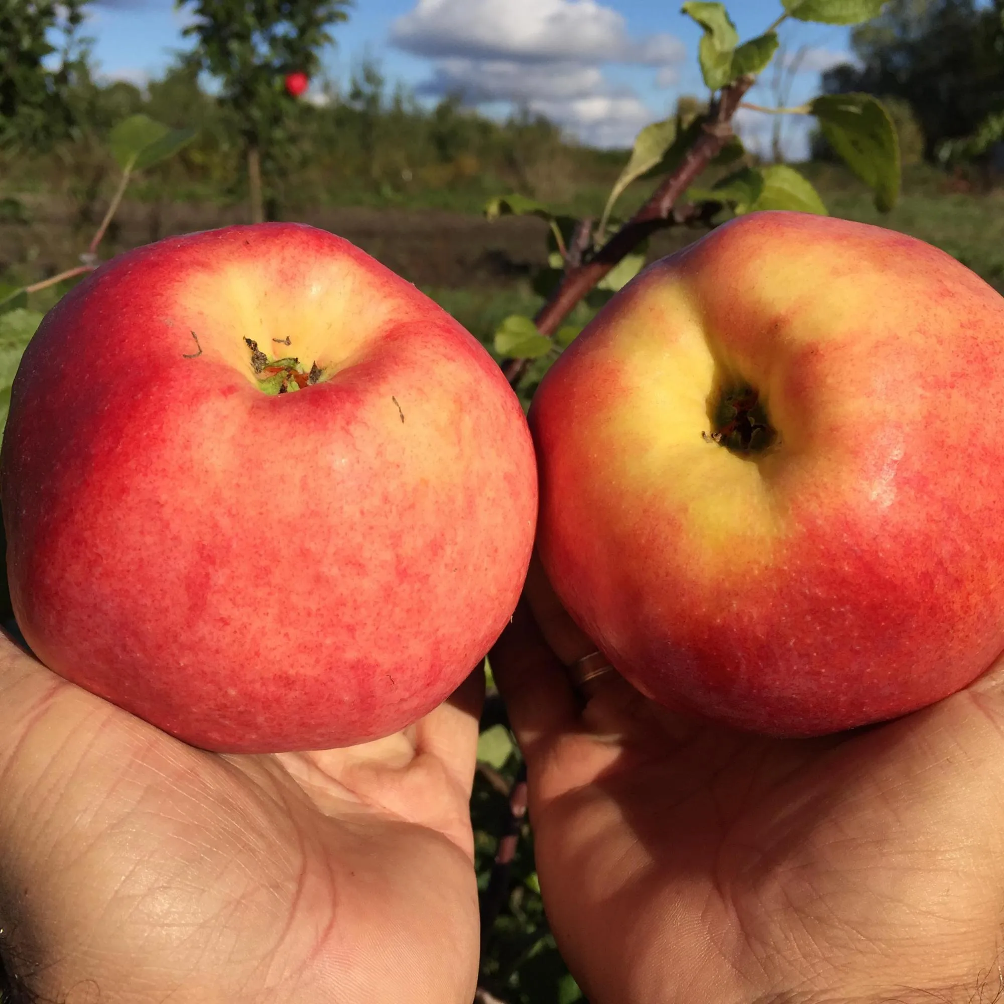 Можно ли выращивать яблони в стланцевой форме в Сибири