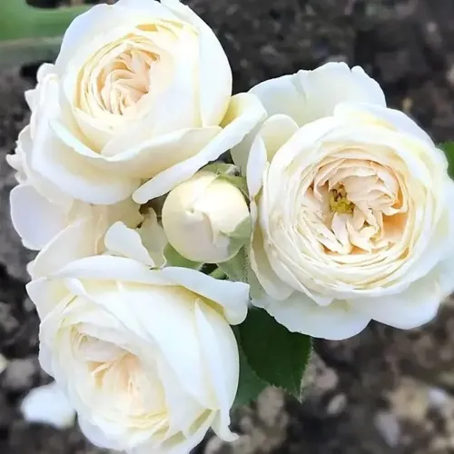 Роза АРТЕМИС шраб в Омске