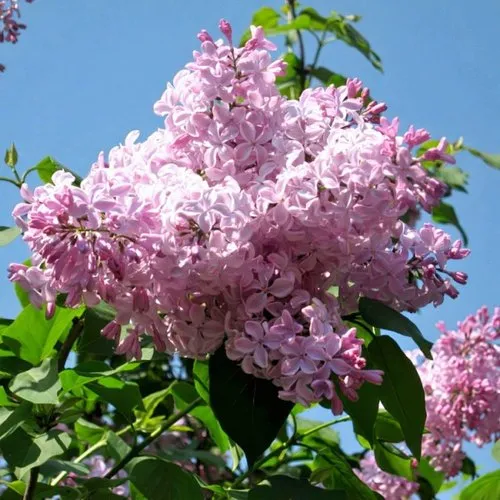 Сирень БУФФОН в Омске